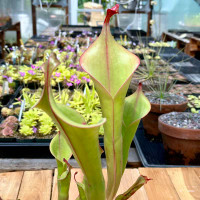 Heliamphora Godzilla