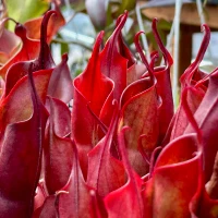Heliamphora sarracenioides x minor Black Burgandy