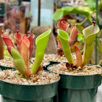 Heliamphora pulchella x minor pilosa
