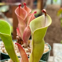 Heliamphora pulchella x minor pilosa
