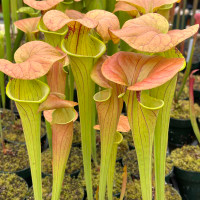 Sarracenia oreophila x flava cuprea