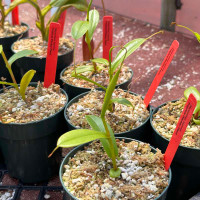 Nepenthes inermis (Rooted Cutting)