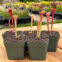 Sarracenia Norma Addington x oreophila (Seedling)