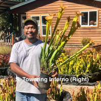 Sarracenia Schnell's Ghost x Towering Inferno (Seedling)
