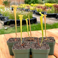 Sarracenia Schnell's Ghost x Towering Inferno (Seedling)