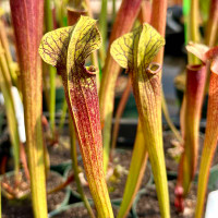 Sarracenia alata Night x Leah Wilkerson (Seed Grown)