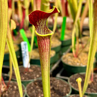 Sarracenia alata Night x Towering Inferno (Seed Grown)