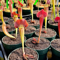 Sarracenia alata Night x purpurea venosa (Seed Grown)