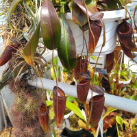 Nepenthes glandulifera x tenuis (Rooted Cutting)