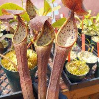 Nepenthes ramispina x truncata