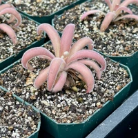 Pinguicula agnata x gypsicola