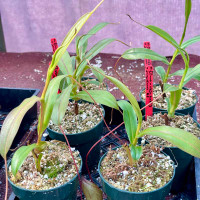 N. [(ventricosa x sibuyanensis) x burkei] x jacquelineae