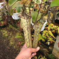 Nepenthes truncata x  vogelii, EP (Rooted Cutting)