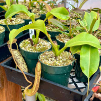 Nepenthes truncata x  vogelii, EP (Rooted Cutting)