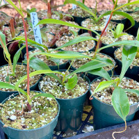 Nepenthes eustachya x  tenuis (Rooted Cutting)