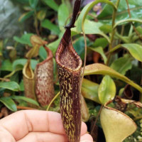 Nepenthes zakriana, Ray Triplitt (Rooted Cutting)