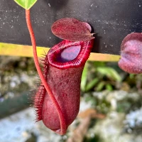 Nepenthes ventricosa x lowii