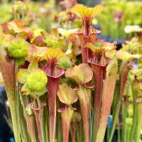Sarracenia Will Waterbury