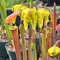 Sarracenia flava Dashiel Penfield