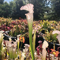 Sarracenia leucophylla Swamp Ghost