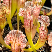 Sarracenia Velvet