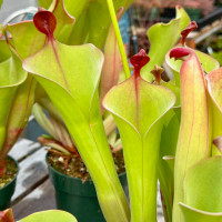 Heliamphora parva x Godzilla