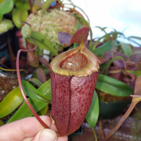 Nepenthes tenuidon x tenuis