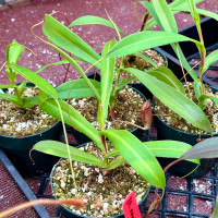Nepenthes tenuidon x tenuis