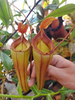 Nepenthes dubia x Deaniana (Rooted Cutting)