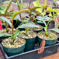 Nepenthes ramispina x spectabilis