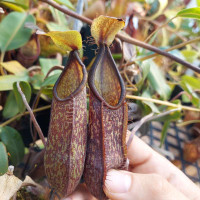 Nepenthes nigra