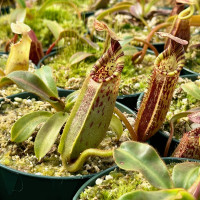 Nepenthes (lowii x tiveyi) x (mollis x veitchii) (Seed Grown)