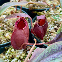 Nepenthes Black Miracle Hybrid