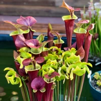 Sarracenia flava atropurpurea Waccamaw