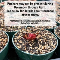 Sarracenia flava ornata Red Throat