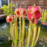 Sarracenia Fancy Fish