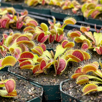 Dionaea Flexx Flytrap