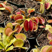 Dionaea Mammoth Flytrap