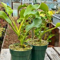 Nepenthes lowii x truncata, Female (Rooted Cutting)