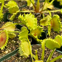 Chinese Dumpling Flytrap
