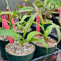 Nepenthes burkei x pitopangii