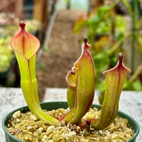 Heliamphora Black Cherry