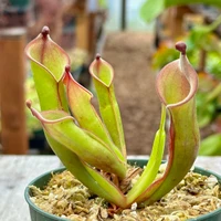 Heliamphora Black Cherry