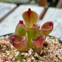 Heliamphora pulchella Apacapa
