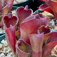 Heliamphora pulchella Apacapa