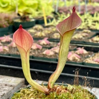 Heliamphora ionasi Elegance