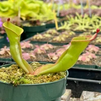 Heliamphora ionasi Zappergeck