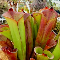 Heliamphora folliculata