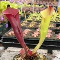 Heliamphora folliculata