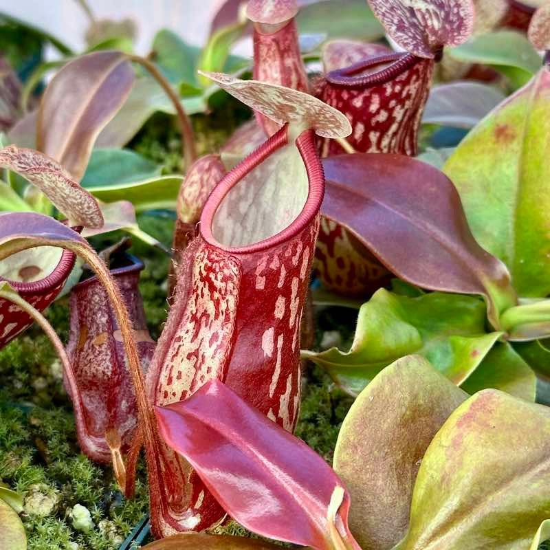 nepenthes-gaya